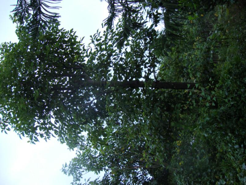 供應(yīng)重慶花卉苗木基地出售香樟