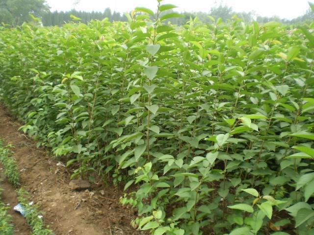 供應(yīng)陜西櫻花苗價格