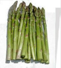 供應(yīng)阿特拉斯-蘆筍種子，美國蘆筍種子，高產(chǎn)蘆筍種子