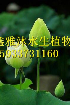 供應(yīng)用于觀賞的盆栽荷花北京銷售商