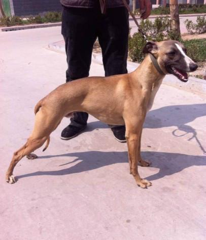 供應重慶格力犬