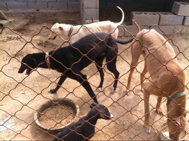 供應重慶格力犬