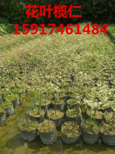 花葉欖仁小苗出售圖片
