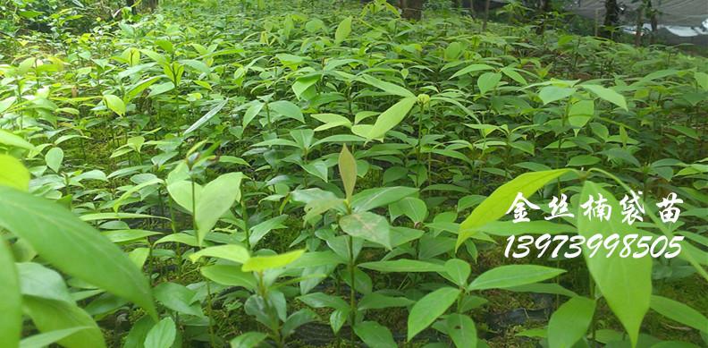 供應(yīng)金絲楠木楨楠小苗-金絲楠木楨楠小苗價格多少-金絲楠木楨楠小苗批發(fā)