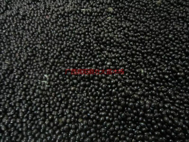 供應(yīng)山豆根種子