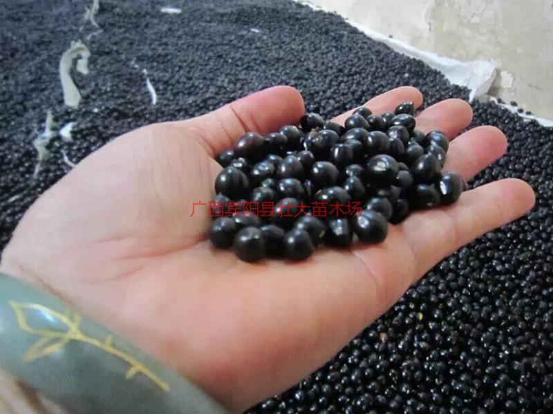 山豆根好種苗圖片/山豆根好種苗樣板圖 (3)