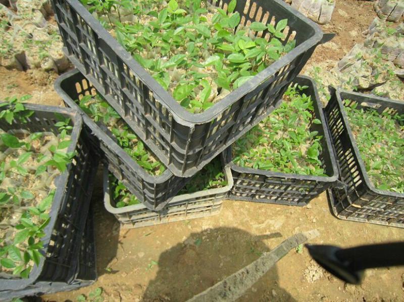 供應(yīng)牛大力苗好好