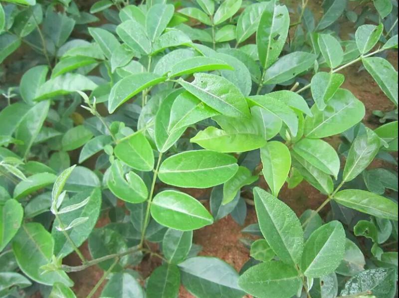 供應(yīng)牛大力苗好好