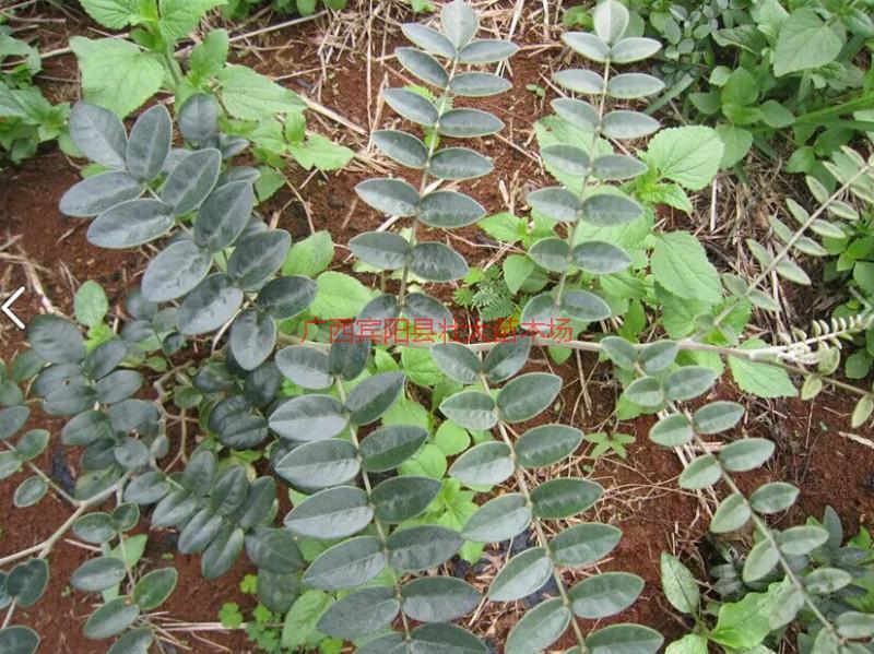 賓陽優(yōu)質(zhì)山豆根圖片