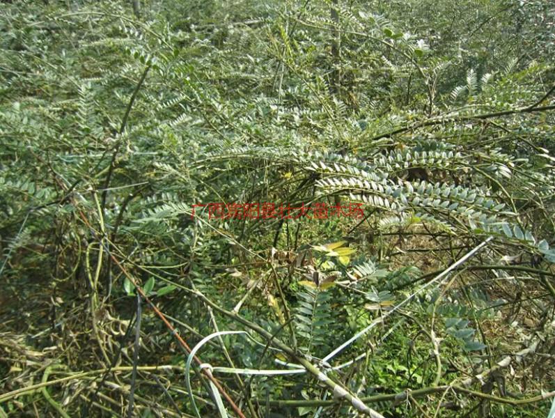 供應(yīng)賓陽的山豆根的苗