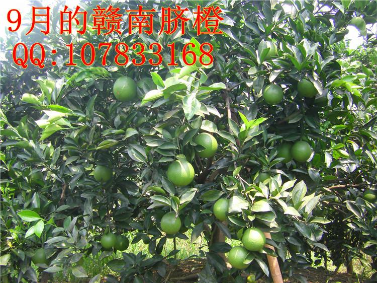 供應江西紅肉臍橙苗100信豐臍橙苗