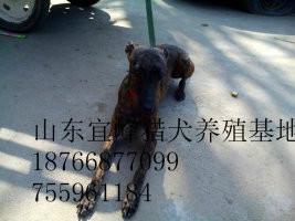 沧州惠比特犬养殖场图片