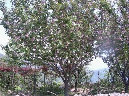 供應(yīng)重慶花卉苗木批發(fā)基地