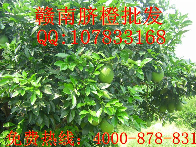 贛南臍橙圖片/贛南臍橙樣板圖 (3)