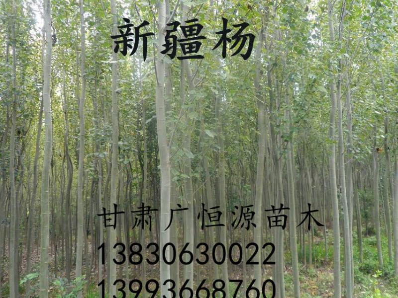 供應(yīng)新疆楊苗圃基地直銷新疆楊新疆楊基地新疆楊價格