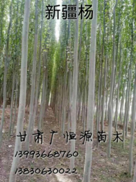 供應(yīng)新疆楊苗圃基地直銷新疆楊新疆楊基地新疆楊價格