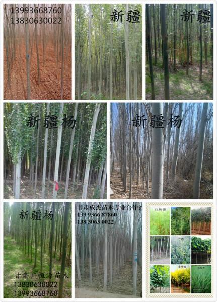供應(yīng)新疆楊苗圃基地直銷新疆楊新疆楊基地新疆楊價格