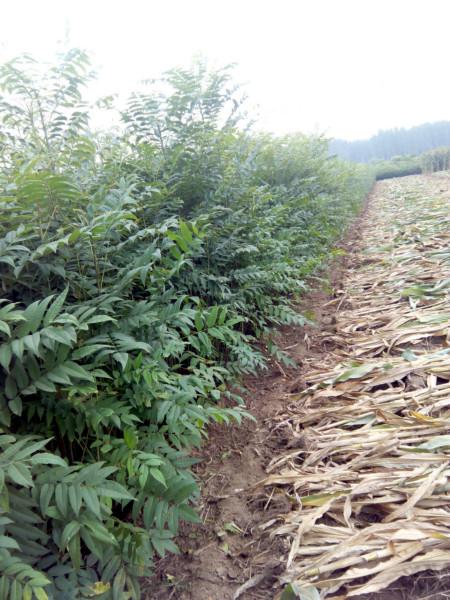 供应批发香椿苗，香椿苗基地，香椿苗价格图片