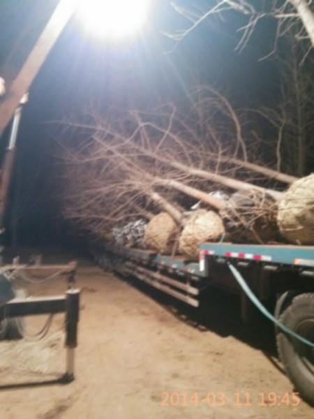 供應(yīng)湖南銀杏15-20公分實(shí)生銀杏