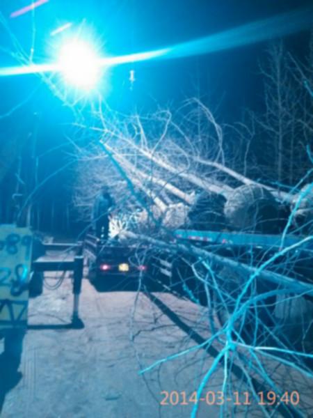 供應(yīng)湖南銀杏15-20公分實(shí)生銀杏