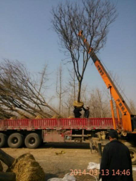 供應(yīng)15-20-25公分國槐電話15069981186