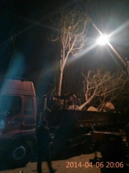 供應(yīng)15-20-25公分國槐電話15069981186