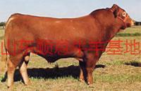 供應(yīng)用于育肥與繁殖的福建適應(yīng)哪些肉牛品種