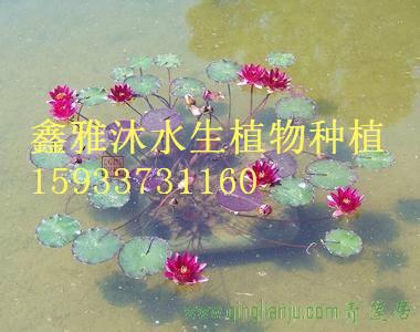 供應(yīng)盆栽睡蓮銷售，*安新縣鑫雅沐水生植物種植合作社