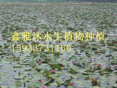 供應(yīng)盆栽睡蓮銷售廠家，鑫雅沐水生植物種植合作社