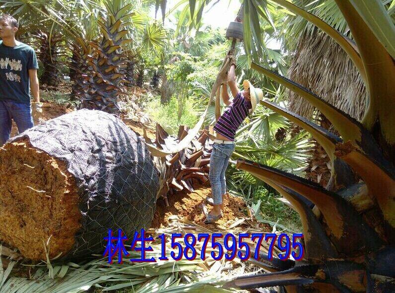 廣州扇葉糖棕圖片