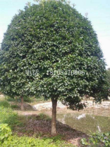 桂花價(jià)格｜湖南桂花苗木價(jià)格｜湖南桂花苗木多少錢｜湖南桂花苗木種植基地｜湖南桂花苗木批發(fā)價(jià)格