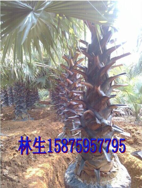 供應(yīng)廣州扇葉糖棕