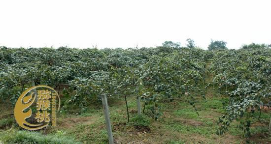 供應(yīng)山東紅心獼猴桃苗木，山東獼猴桃苗價(jià)格信息，山東獼猴桃苗批發(fā)直銷