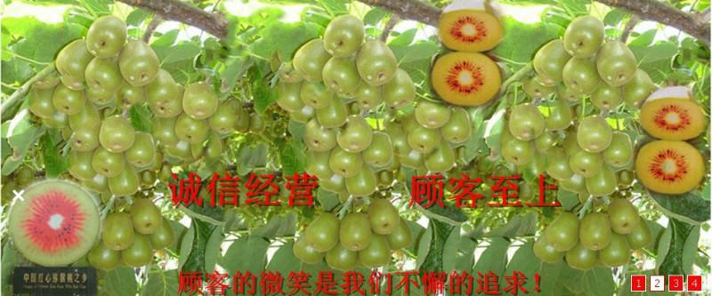 供應(yīng)上海紅心獼猴桃苗木，上海獼猴桃苗價格信息，上海獼猴桃苗批發(fā)直銷