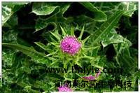 供應(yīng)河南萊爾茵廠家水飛薊賓98價格CAS NO.22888-70