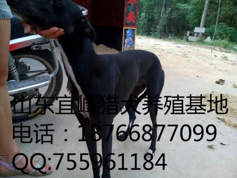 成年母格力犬图片