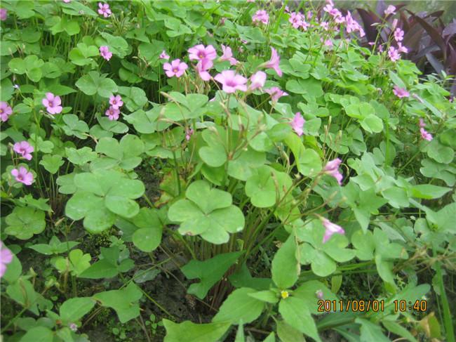四川紅花醡漿草/紅花醡漿草批發(fā)圖片
