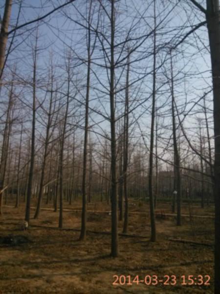 供應(yīng)*銀杏樹(shù)北京銀杏樹(shù)一級(jí)銀杏樹(shù)