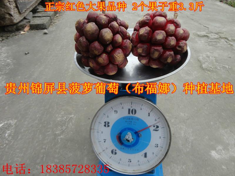 供應(yīng)益陽(yáng)布福娜種苗價(jià)錢(qián)。益陽(yáng)布福娜種苗報(bào)價(jià)，益陽(yáng)布福娜種苗直銷(xiāo)商