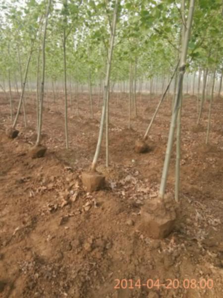 低價(jià)供應(yīng)4-15CM法桐15069981186圖片