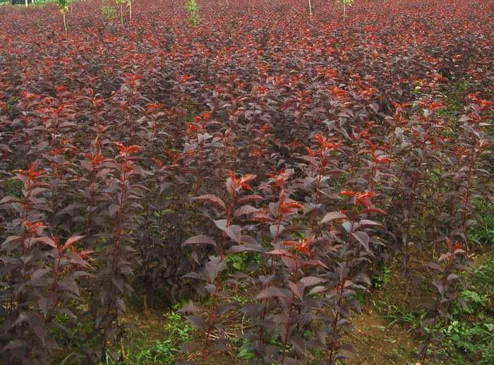 供應(yīng)紅葉櫻花供貨商