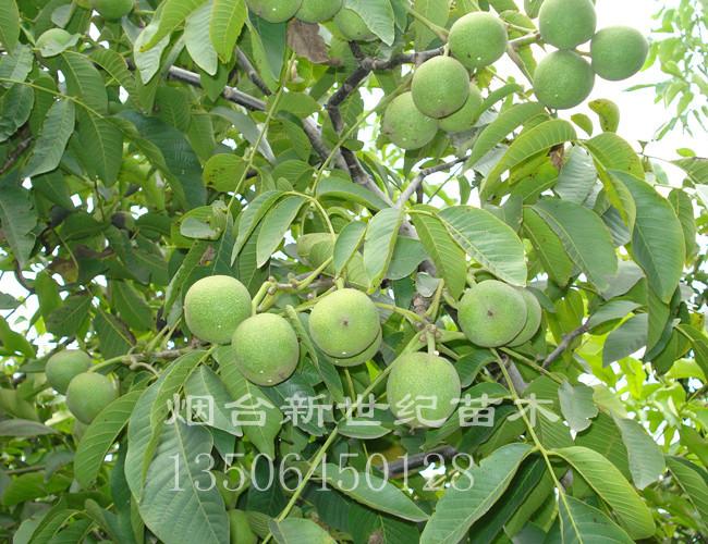供應批發(fā)8518核桃苗，核豐，清香，香玲，核桃實生苗