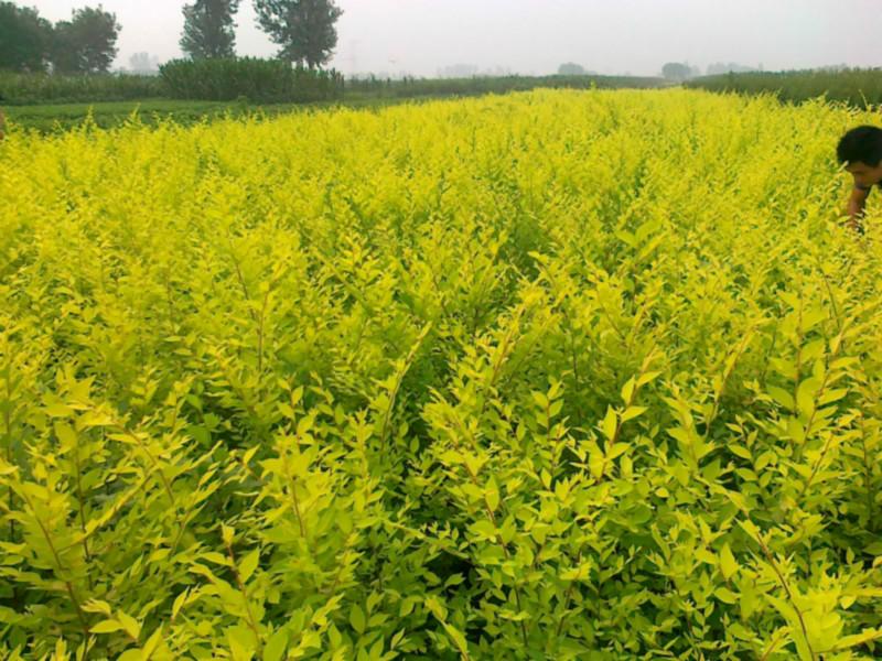 供應(yīng)河北金葉榆 金葉榆價格 基地供應(yīng)商