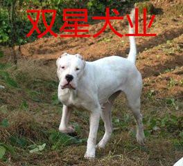 济宁市杜高犬厂家供应杜高犬杜高犬供应商杜高犬批发商