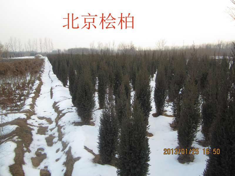 供應(yīng)河北北京檜 北京檜柏價格 基地供應(yīng)商