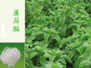 供應(yīng)用于保健|藥用|醫(yī)用的廠家*薄荷腦價(jià)格是多少錢(qián) 四川廠家*薄荷腦價(jià)格是多少錢(qián)