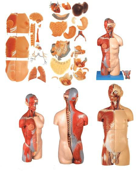 男性頭頸軀干模型女性圖片
