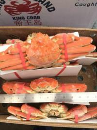 供應(yīng)進(jìn)口加拿大雪蟹