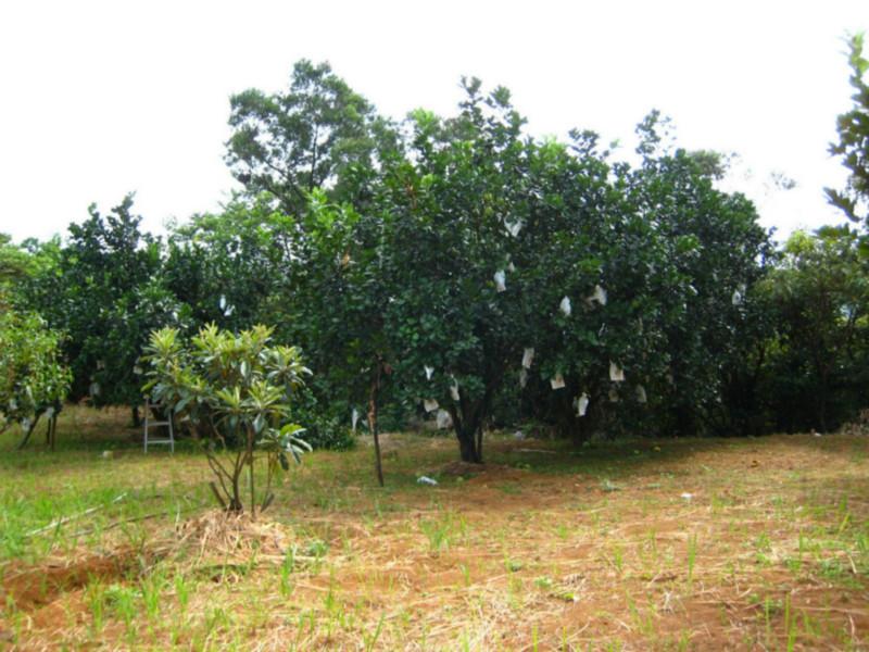 供應(yīng)湖南柚子樹，湖南柚子樹價格，批發(fā)湖南柚子樹，柚子樹供應(yīng)商