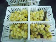 供應(yīng)雞苗箱